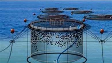 پیش بینی برداشت بالغ بر شش هزار تن ماهی در قفس در هرمزگان - خبرگزاری مهر | اخبار ایران و جهان