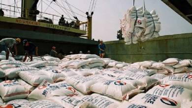ضرورت برخورد با لابی های واردات برنج - خبرگزاری مهر | اخبار ایران و جهان