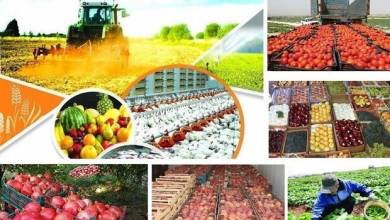 افزایش ۶ برابری تولید محصولات کشاورزی در لرستان - خبرگزاری مهر | اخبار ایران و جهان