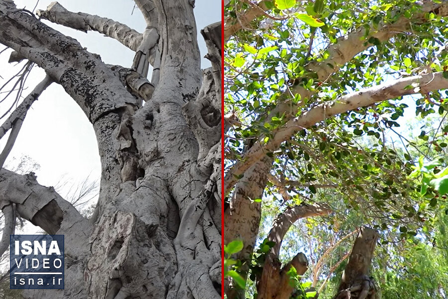 ویدیو / «قارچ سیاه» قاتل درخت ۵۰۰ ساله کیش!