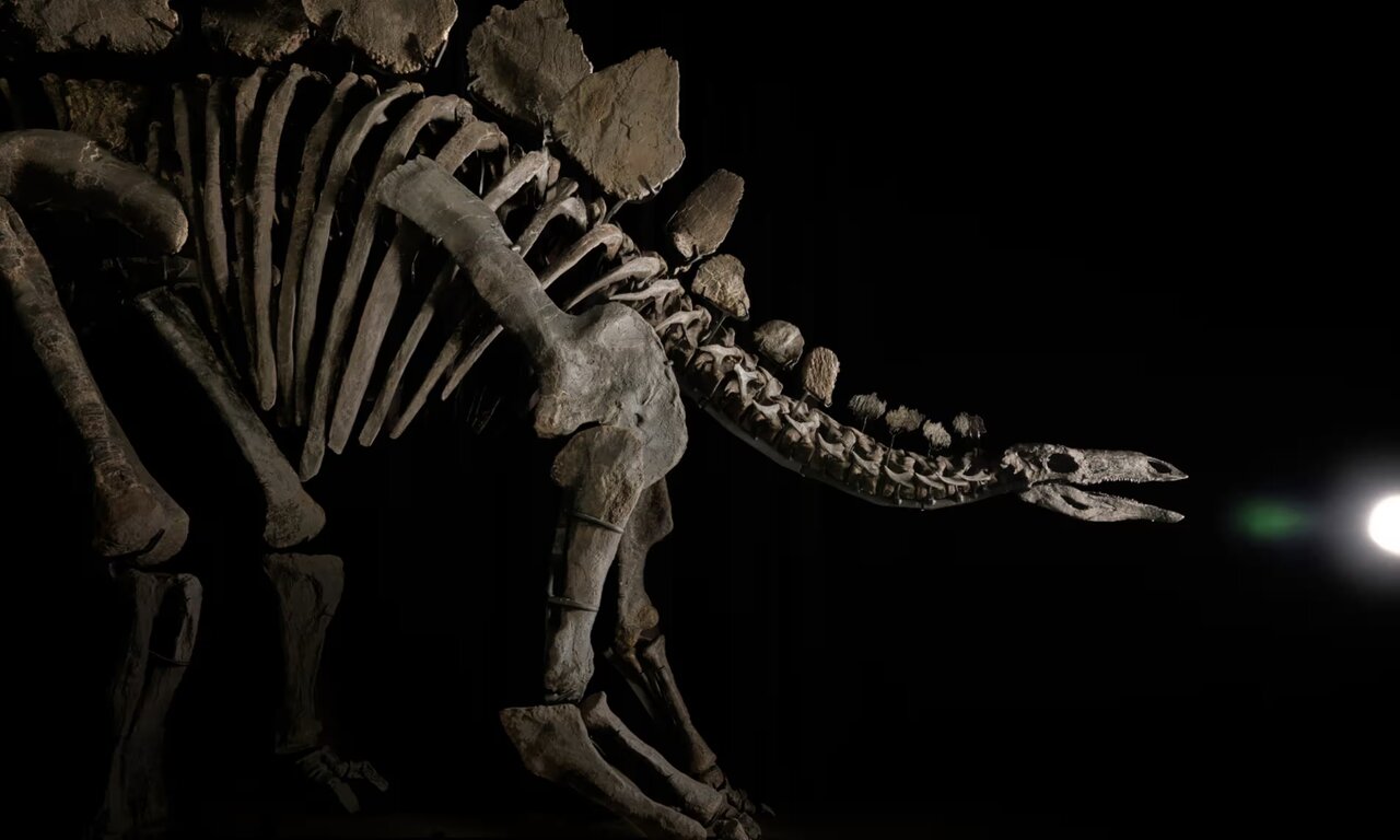 حراج فسیل دایناسور، کامل، نایاب، فقط ۳۵۰ میلیارد تومان! / عکس